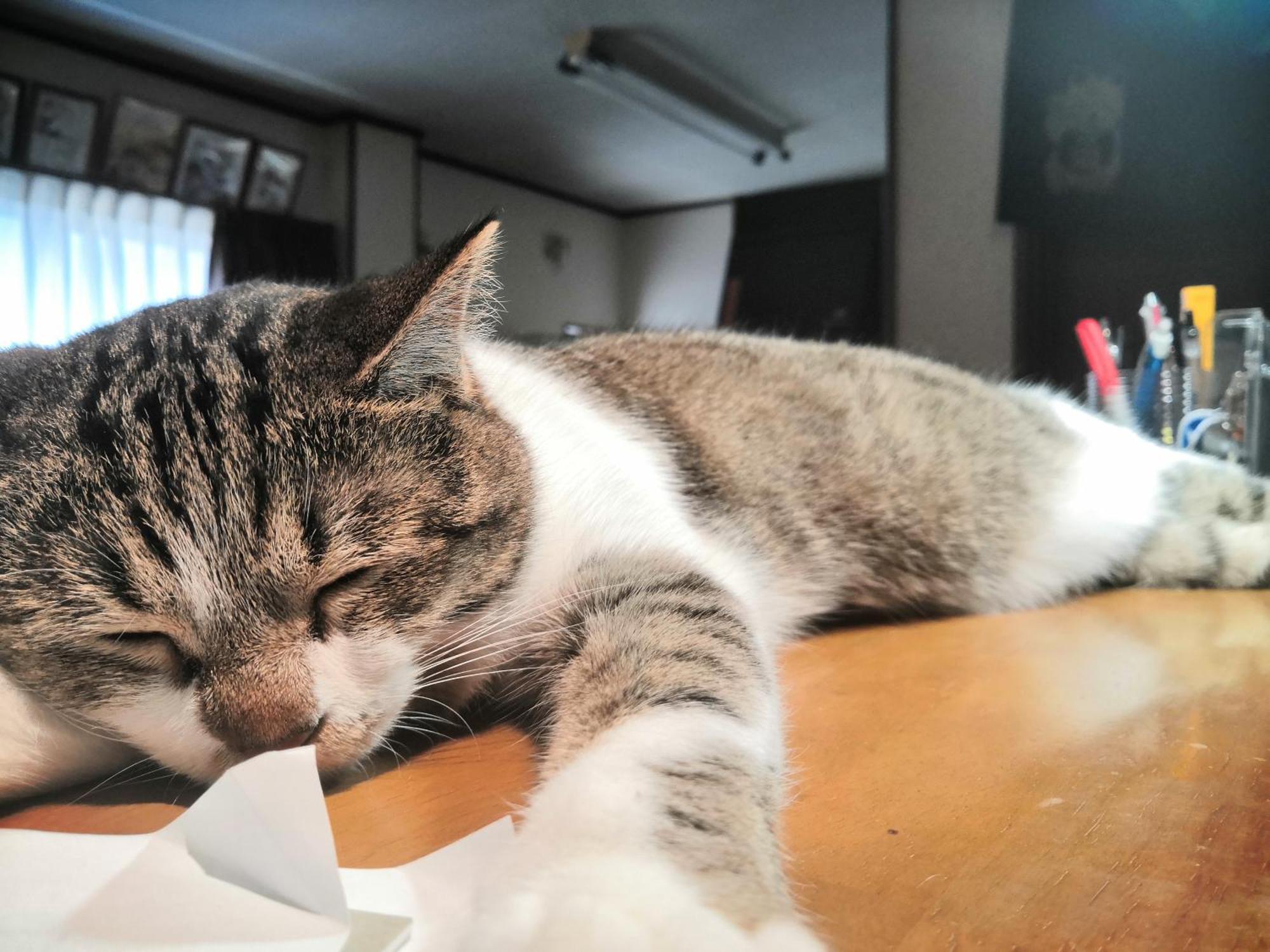 Tiny Guesthouse Umekoji 梅小路 Kyoto Exteriör bild